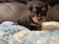 Oatmeal , a male Yorkipoo for sale in San Antonio, TX – Photo 6 of 10