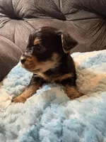 Oatmeal , a male Yorkipoo for sale in San Antonio, TX – Photo 7 of 10