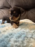 Oatmeal , a male Yorkipoo for sale in San Antonio, TX – Photo 5 of 10