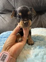 Oatmeal , a male Yorkipoo for sale in San Antonio, TX – Photo 2 of 10