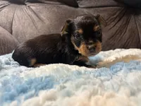 Oatmeal , a male Yorkipoo for sale in San Antonio, TX – Photo 10 of 10