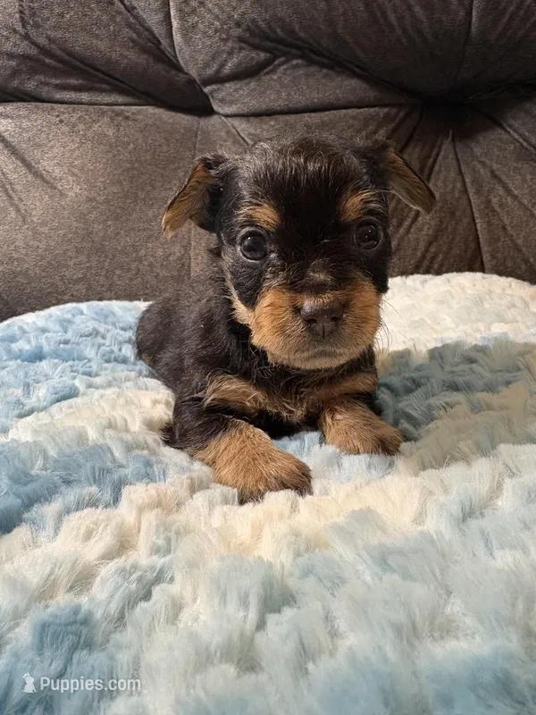 Oatmeal  – Yorkipoo puppy for sale in San Antonio, TX