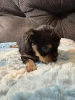 Oatmeal , a male Yorkipoo for sale in San Antonio, TX – Photo 3 of 10