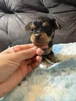 Oatmeal , a male Yorkipoo for sale in San Antonio, TX – Photo 4 of 10