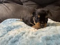 Oatmeal , a male Yorkipoo for sale in San Antonio, TX – Photo 8 of 10