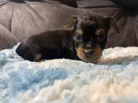 Oatmeal , a male Yorkipoo for sale in San Antonio, TX – Photo 9 of 10