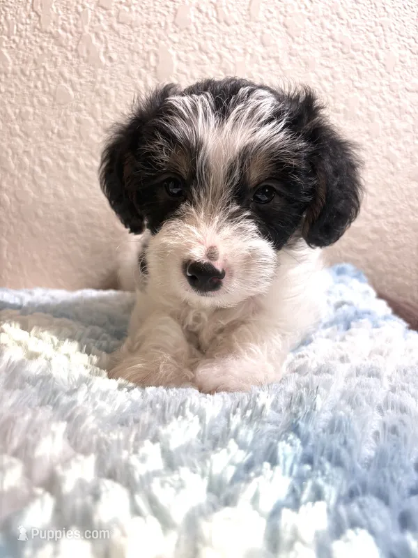 Bay  – Yorkipoo puppy for sale in San Antonio, TX