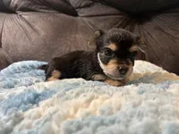 Bagel, a male Yorkipoo for sale in San Antonio, TX – Photo 8 of 9