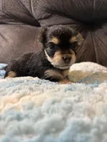 Bagel, a male Yorkipoo for sale in San Antonio, TX – Photo 9 of 9