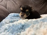 Bagel, a male Yorkipoo for sale in San Antonio, TX – Photo 5 of 9