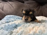 Bagel, a male Yorkipoo for sale in San Antonio, TX – Photo 7 of 9