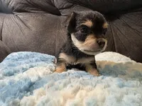 Bagel, a male Yorkipoo for sale in San Antonio, TX – Photo 2 of 9