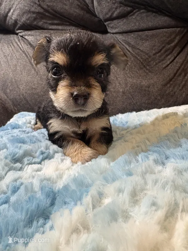 Bagel – Yorkipoo puppy on hold in San Antonio, TX