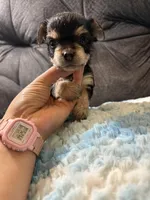 Bagel, a male Yorkipoo for sale in San Antonio, TX – Photo 4 of 9