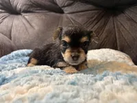 Bagel, a male Yorkipoo for sale in San Antonio, TX – Photo 6 of 9