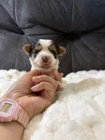 Zack Efron , a male Yorkshire Terrier for sale in San Antonio, TX – Photo 7 of 9