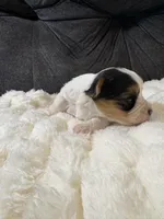 Zack Efron , a male Yorkshire Terrier for sale in San Antonio, TX – Photo 4 of 9