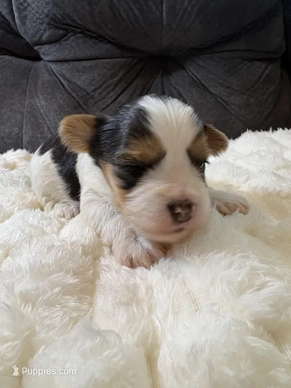 Zack Efron  – Yorkshire Terrier puppy for sale in San Antonio, TX