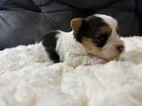 Zack Efron , a male Yorkshire Terrier for sale in San Antonio, TX – Photo 6 of 9