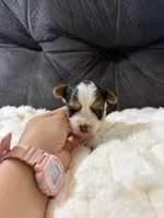 Zack Efron , a male Yorkshire Terrier for sale in San Antonio, TX – Photo 8 of 9