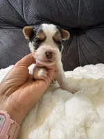 Zack Efron , a male Yorkshire Terrier for sale in San Antonio, TX – Photo 5 of 9