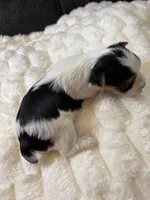 Zack Efron , a male Yorkshire Terrier for sale in San Antonio, TX – Photo 9 of 9