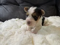 Zack Efron , a male Yorkshire Terrier for sale in San Antonio, TX – Photo 3 of 9