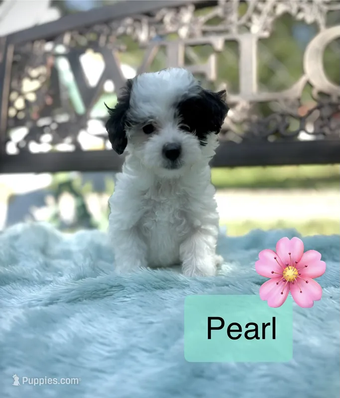 Pearl – Maltipoo puppy for sale in Malvern, AR