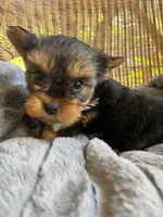 Watson, a male Yorkshire Terrier for sale in Malvern, AR – 5 of 5