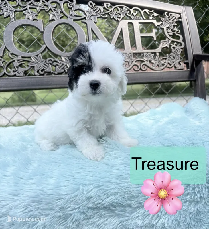 Treasure  – Maltipoo puppy for sale in Malvern, AR