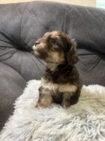 Sandy , a female Yorkipoo for sale in San Antonio, TX – 5 of 8
