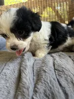 Calypso , a female Maltipoo for sale in Malvern, AR – 5 of 5