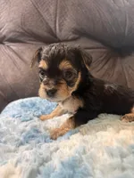 Biscuit , a female Yorkipoo for sale in San Antonio, TX – Photo 7 of 10