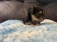 Biscuit , a female Yorkipoo for sale in San Antonio, TX – Photo 6 of 10