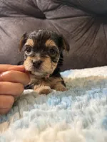 Biscuit , a female Yorkipoo for sale in San Antonio, TX – Photo 9 of 10