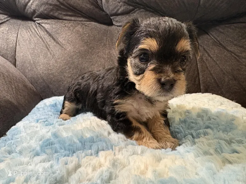 Biscuit  – Yorkipoo puppy on hold in San Antonio, TX