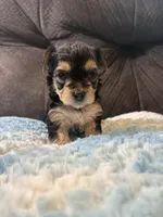Biscuit , a female Yorkipoo for sale in San Antonio, TX – Photo 4 of 10