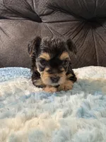 Biscuit , a female Yorkipoo for sale in San Antonio, TX – Photo 3 of 10