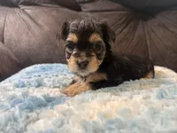 Biscuit , a female Yorkipoo for sale in San Antonio, TX – Photo 10 of 10