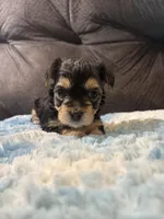 Biscuit , a female Yorkipoo for sale in San Antonio, TX – Photo 5 of 10