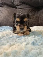 Biscuit , a female Yorkipoo for sale in San Antonio, TX – Photo 2 of 10