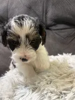 Bay , a male Yorkipoo for sale in San Antonio, TX – 7 of 7