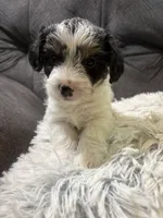 Bay , a male Yorkipoo for sale in San Antonio, TX – 4 of 7