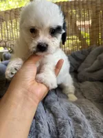 Jack , a male Maltipoo for sale in Malvern, AR – 2 of 5