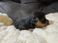 Brad Pitt , a male Yorkshire Terrier for sale in San Antonio, TX – Photo 7 of 7