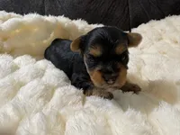 Brad Pitt , a male Yorkshire Terrier for sale in San Antonio, TX – Photo 2 of 7