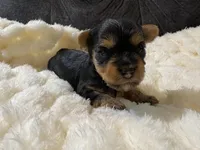 Brad Pitt , a male Yorkshire Terrier for sale in San Antonio, TX – Photo 5 of 7