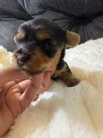 Brad Pitt , a male Yorkshire Terrier for sale in San Antonio, TX – Photo 3 of 7