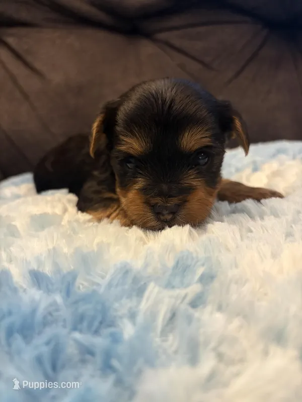 Brad Pitt  – Yorkshire Terrier puppy for sale in San Antonio, TX