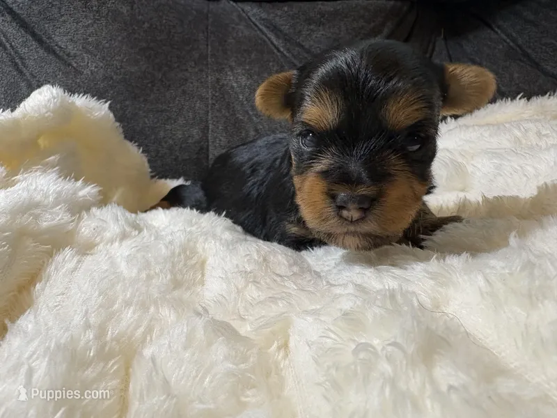 Brad Pitt  – Yorkshire Terrier puppy for sale in San Antonio, TX